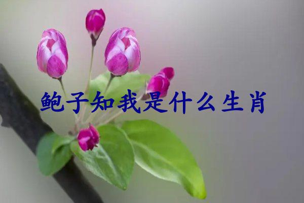 鲍子知我是什么生肖